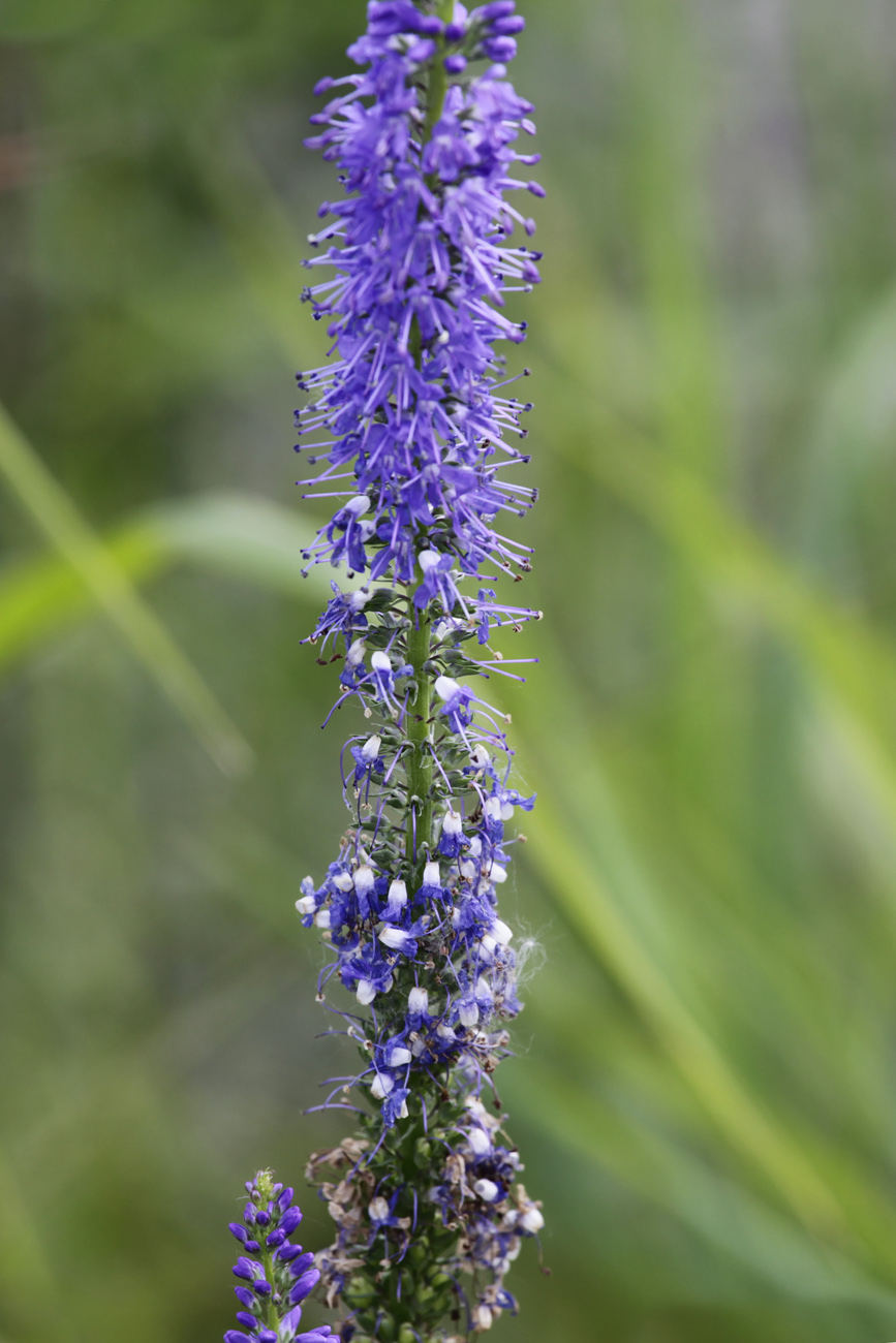 Изображение особи Veronica longifolia.