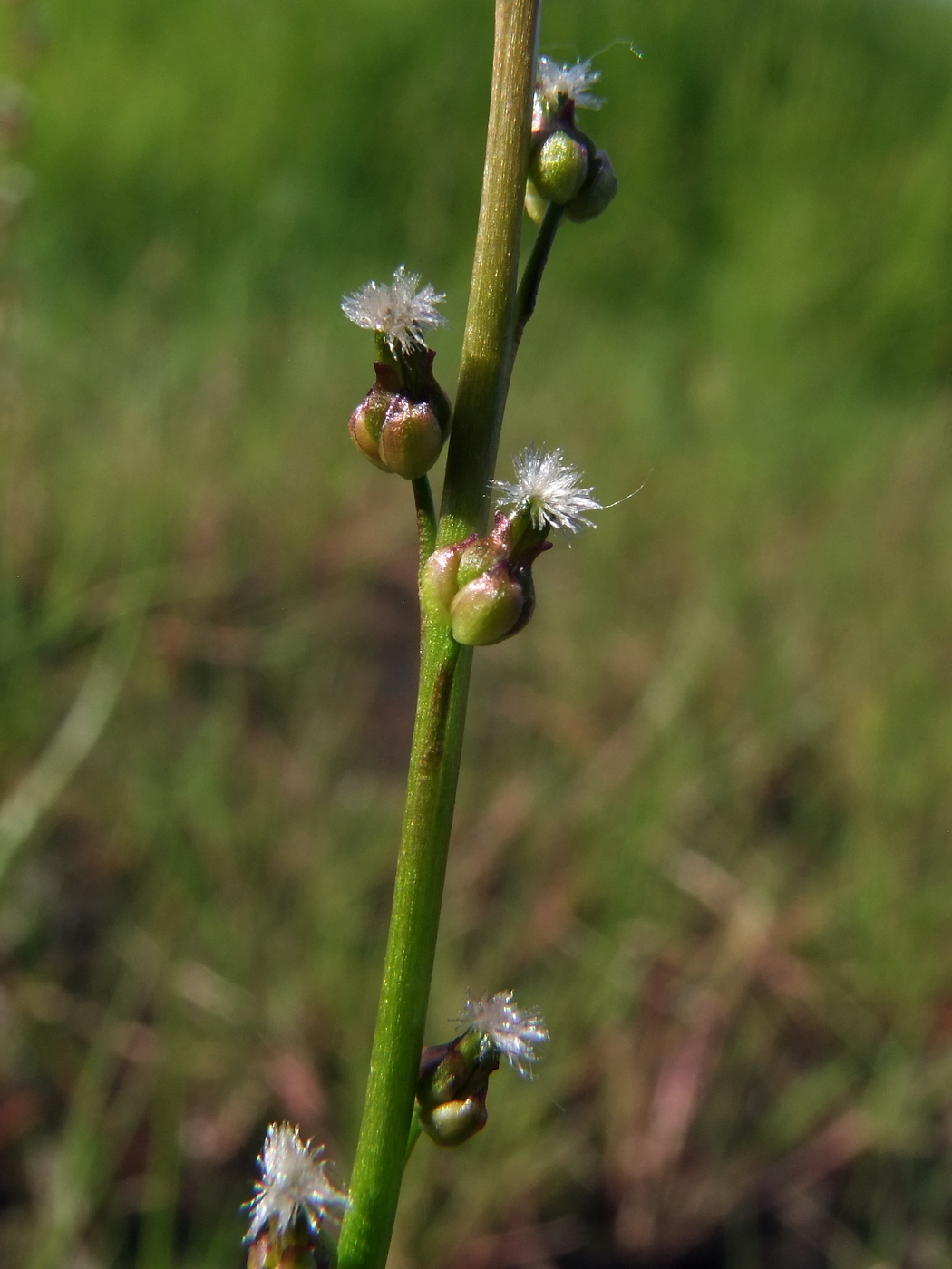 Image of Triglochin palustris specimen.