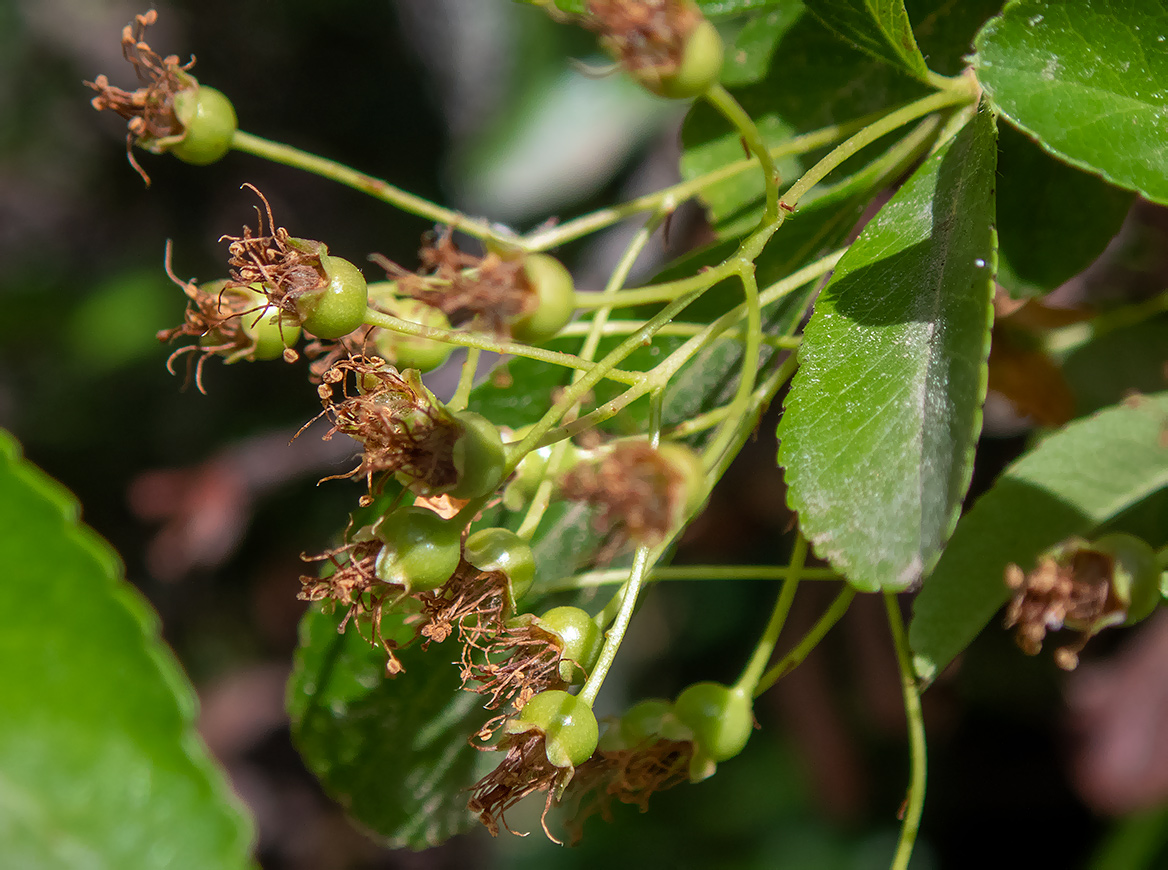 Image of genus Pyracantha specimen.