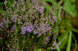 Calluna vulgaris. Верхушки веточек с соцветиями. Вологодская обл., Сокольский р-н, Оларевская гряда, смешанный лес. 13.07.2024.