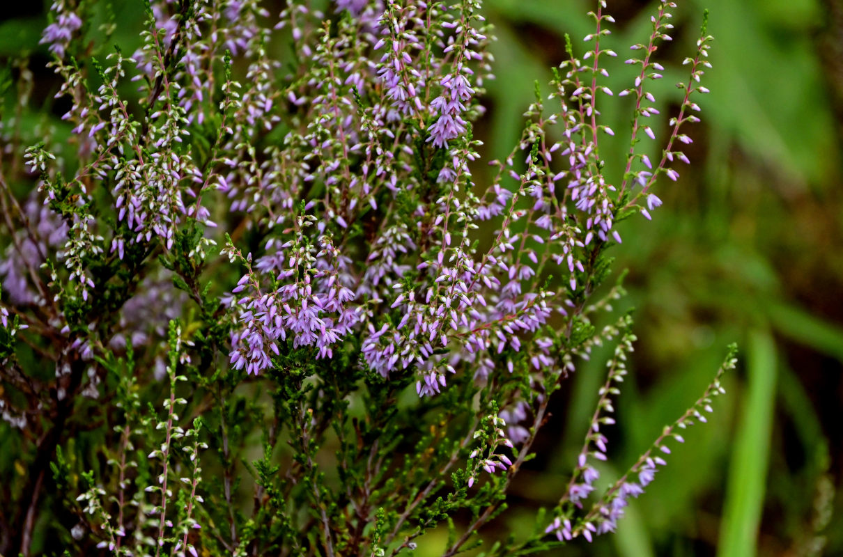 Image of Calluna vulgaris specimen.