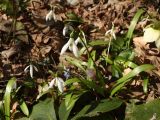 Galanthus rizehensis