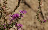 Lythrum salicaria