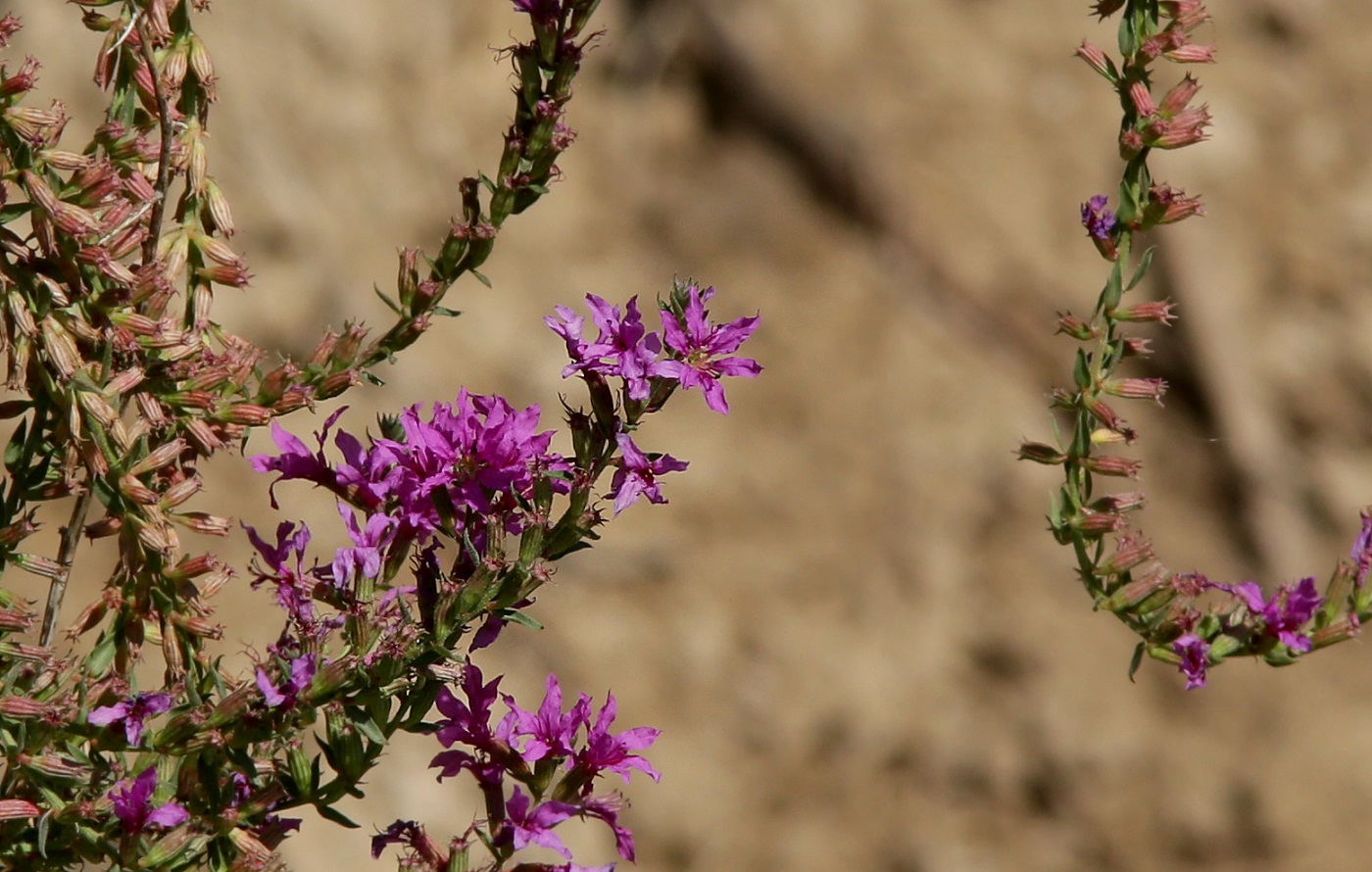 Image of Lythrum salicaria specimen.
