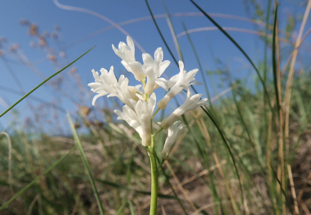 Image of Hyacinthella pallasiana specimen.