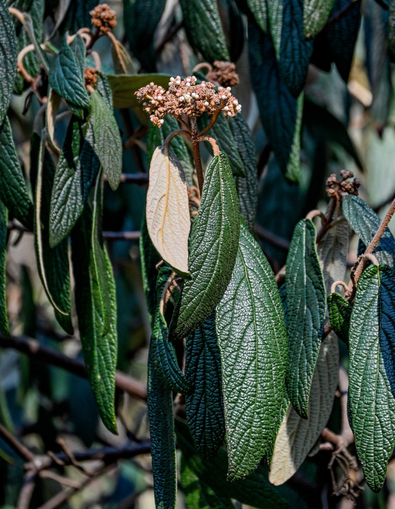 Изображение особи Viburnum rhytidophyllum.
