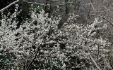 View full-size image Prunus cerasifera