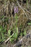 Смотреть изображение Dactylorhiza baltica