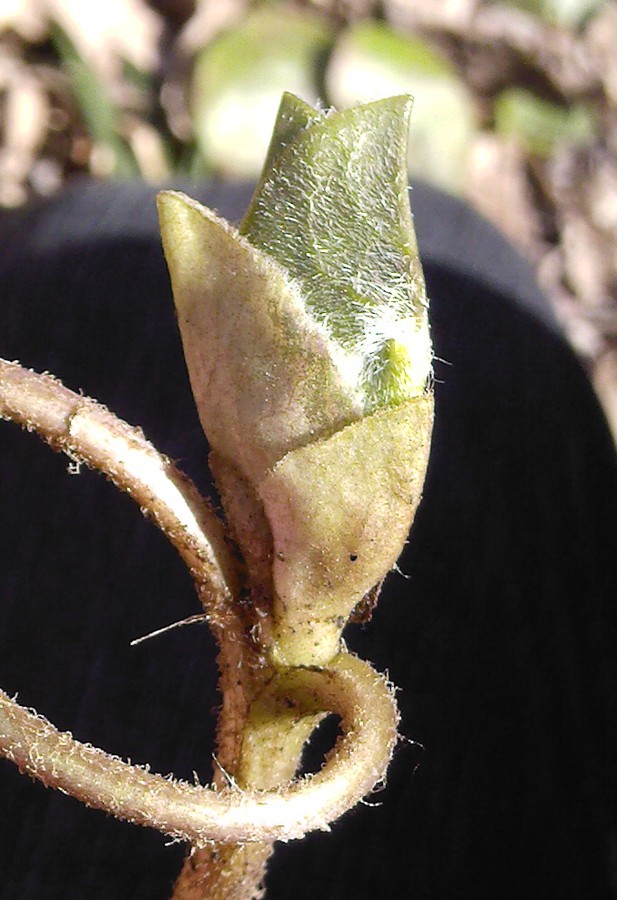 Image of Asarum europaeum specimen.