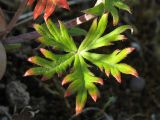 Potentilla argentea. Нижний стеблевой лист. Нидерланды, провинция Limburg, рудеральное местообитание у железнодорожной станции Mook-Molenhoek. 12 июня 2010 г.