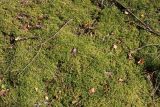 View full-size image Pleurozium schreberi