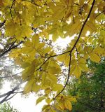 View full-size image Carya ovata
