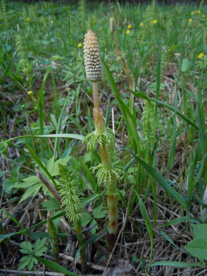 Image of Equisetum sylvaticum specimen.