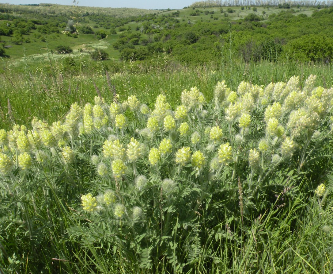 Изображение особи Oxytropis pilosa.