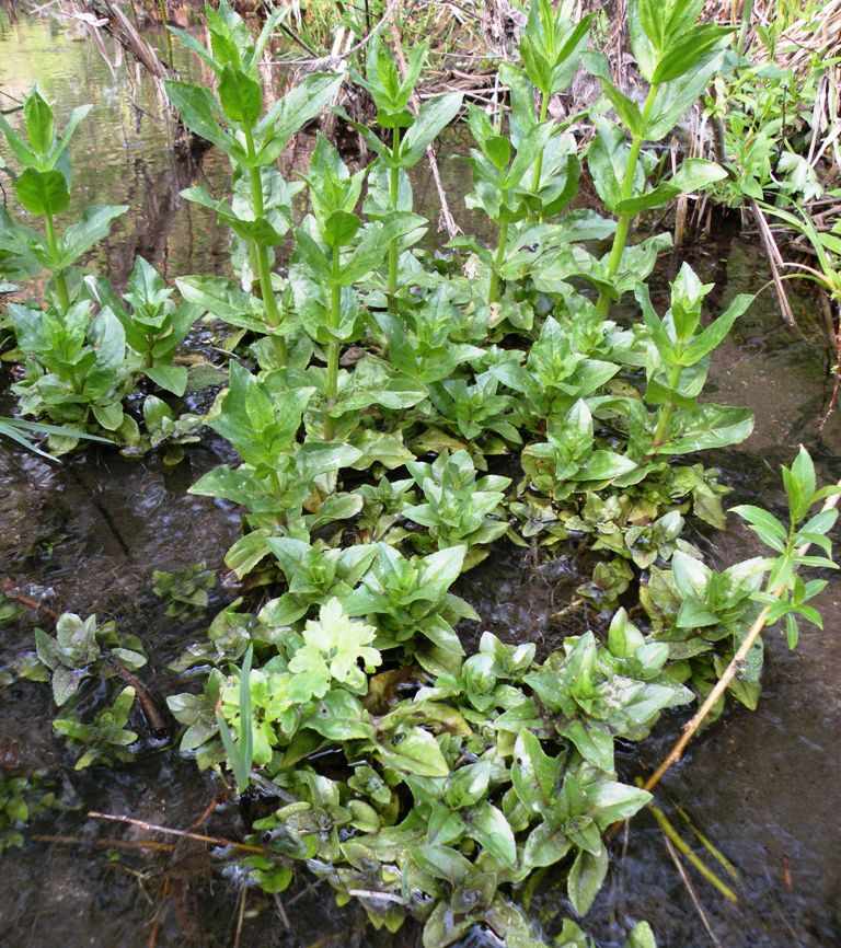 Image of Veronica anagallis-aquatica specimen.