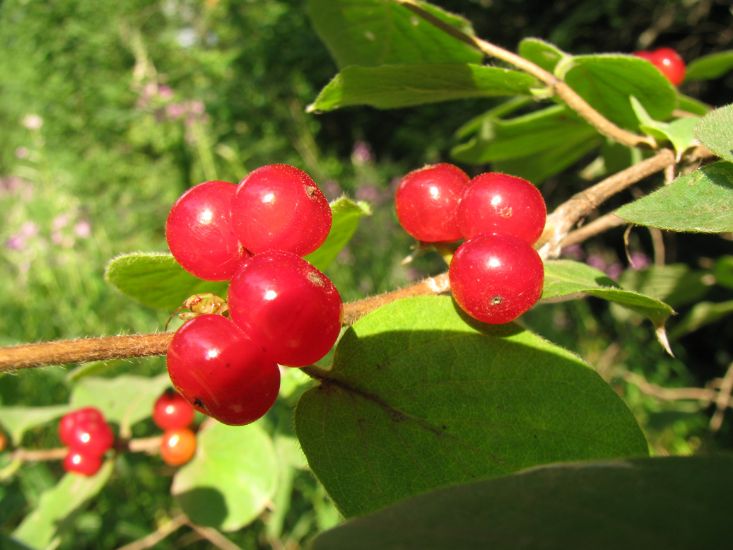 Image of Lonicera xylosteum specimen.