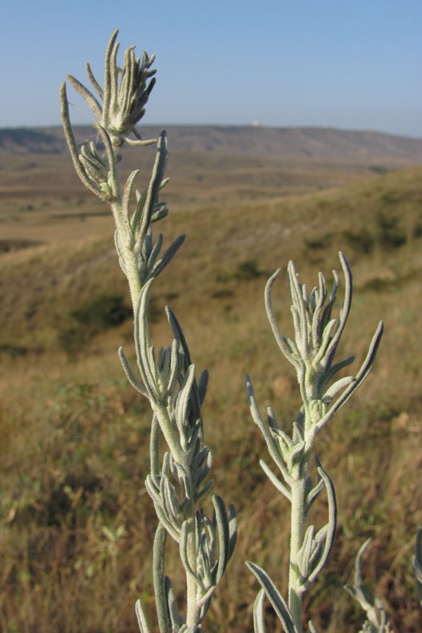 Image of Krascheninnikovia ceratoides specimen.