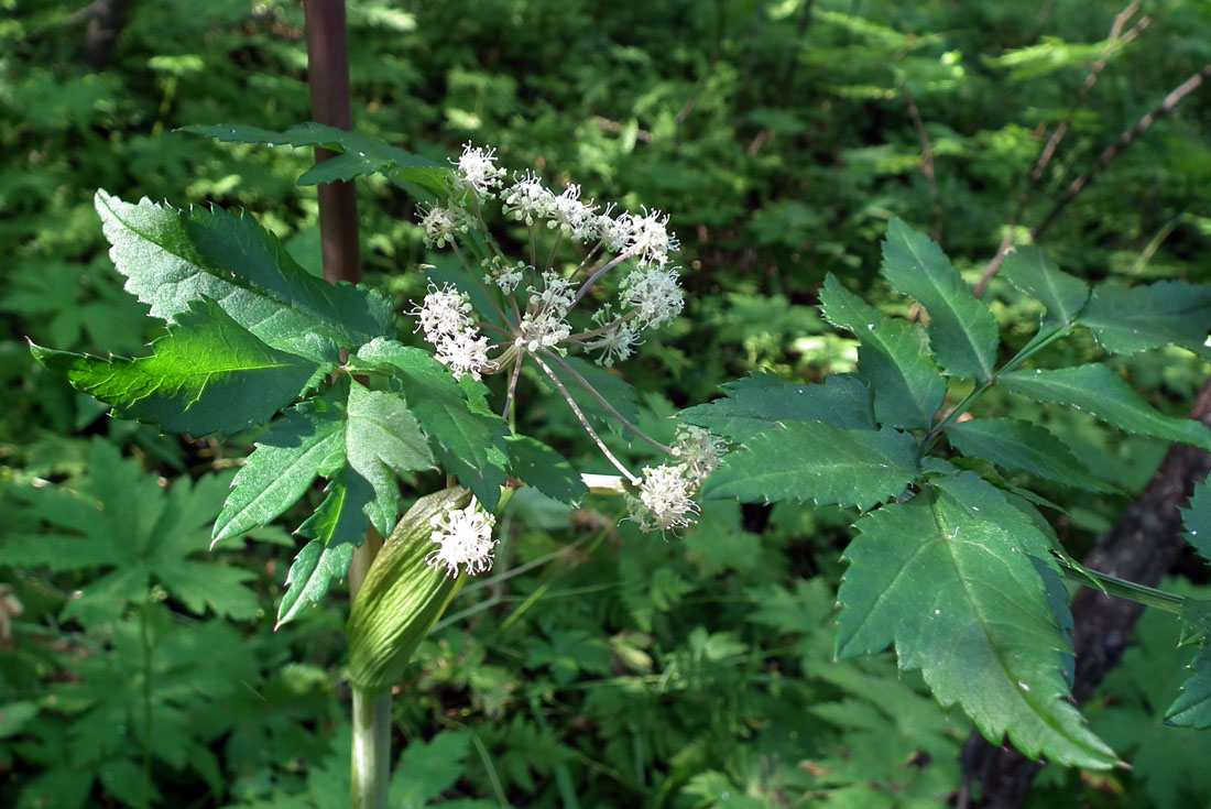 Изображение особи Angelica sylvestris.