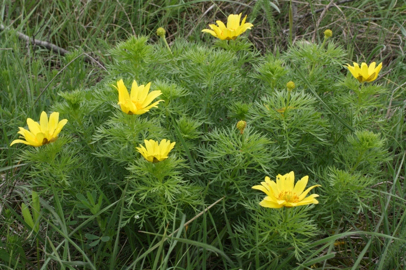 Image of Adonis volgensis specimen.