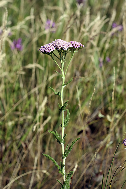 Image of Achillea asiatica specimen.