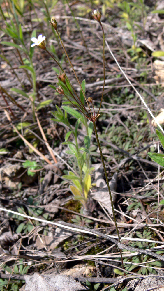 Image of Androsace septentrionalis specimen.