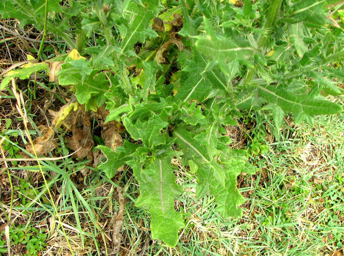 Image of Cirsium vulgare specimen.