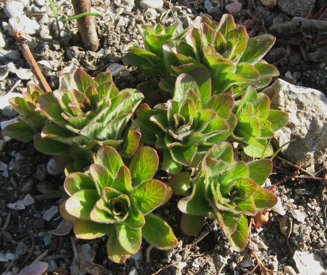 Image of Lysimachia verticillaris specimen.