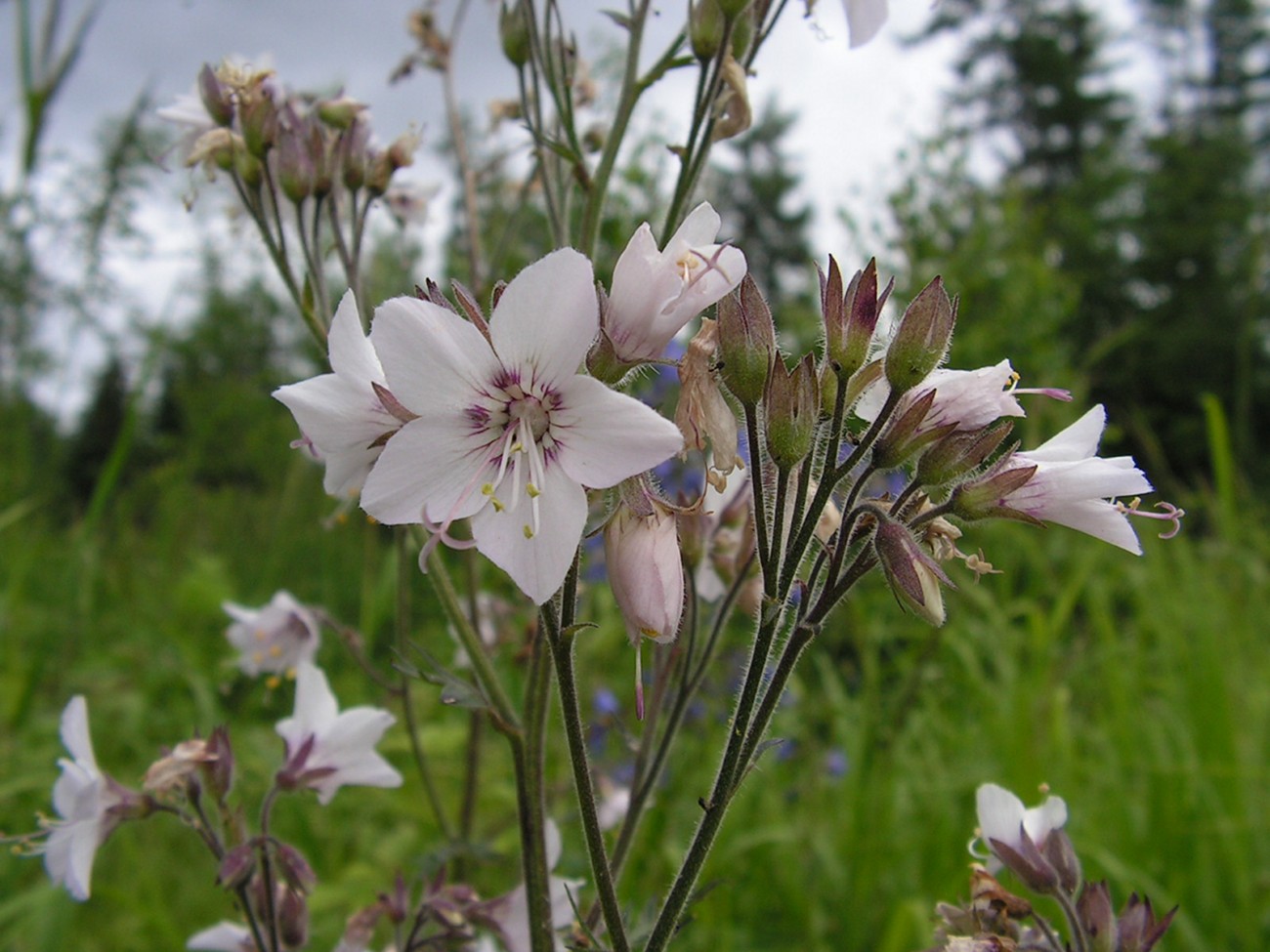 Изображение особи Polemonium laxiflorum.