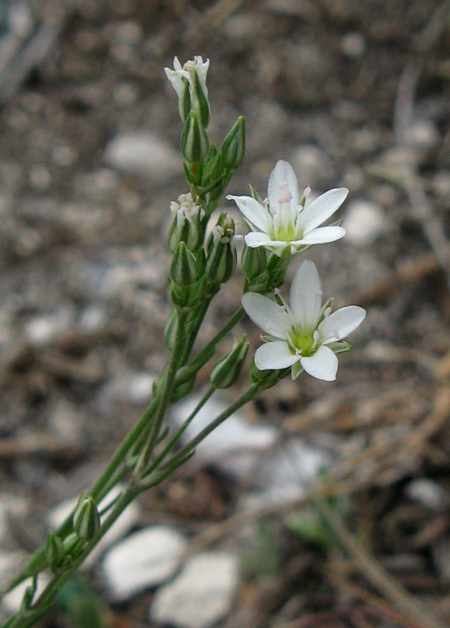 Image of Minuartia euxina specimen.