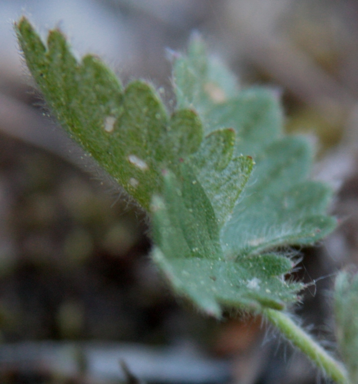 Изображение особи Potentilla jacutica.