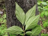 Lonicera ruprechtiana. Верхушка побега; видна обратная сторона листьев. Владивосток, Академгородок. 30 мая 2012 г.