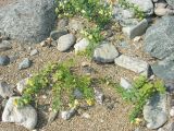 Linaria japonica. Цветущие растения на пляже. Приморье, бухта Второй Лангоу. 26.08.2006.