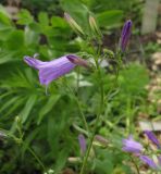 род Campanula. Соцветие. Москва, БС МГУ. 09.06.2012.