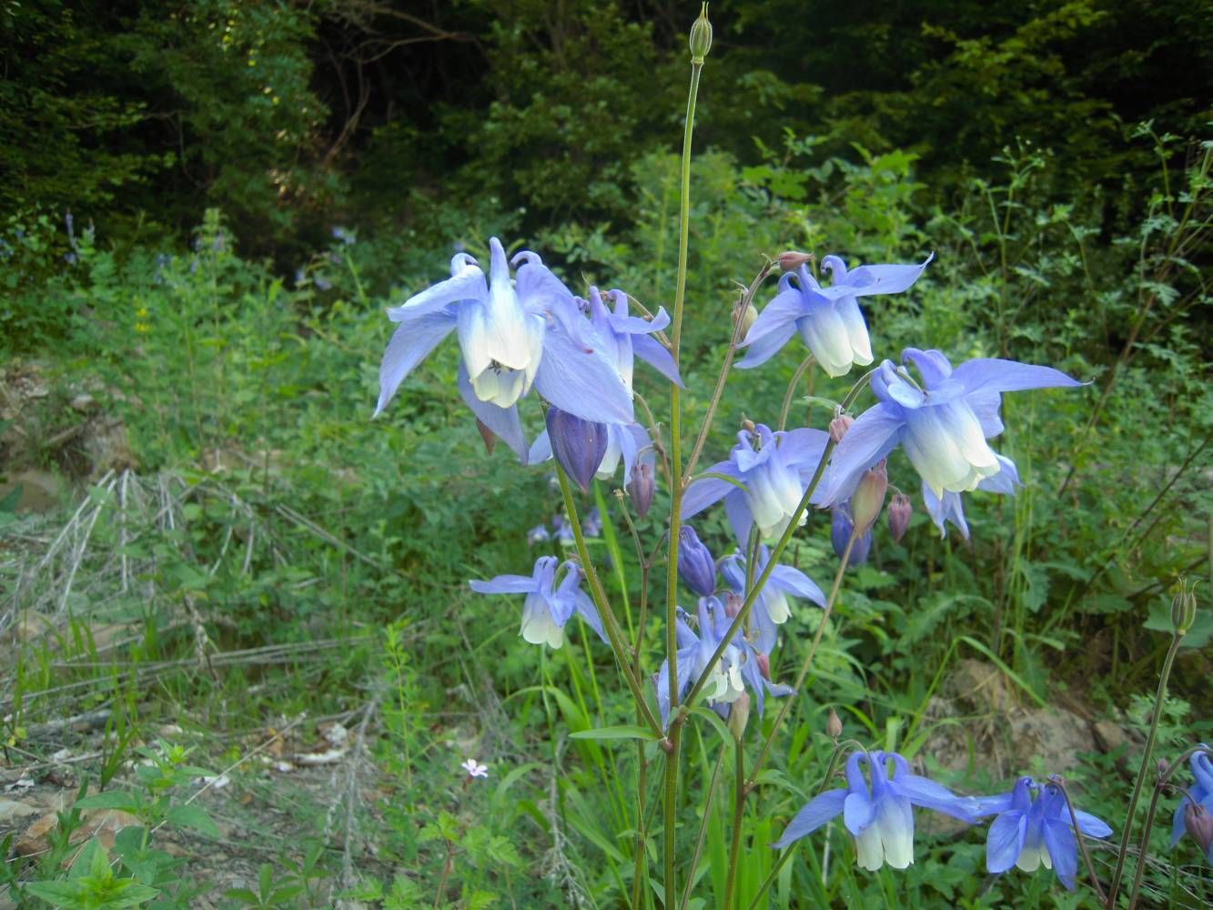 Изображение особи Aquilegia olympica.