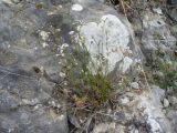 Asperula attenuata. Цветущее растение. Южный Берег Крыма, г. Судак, западный склон горы Алчак. 13.06.2012.