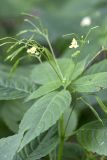 Impatiens parviflora