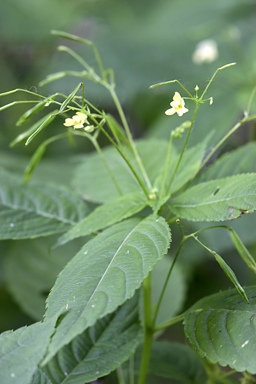 Image of Impatiens parviflora specimen.