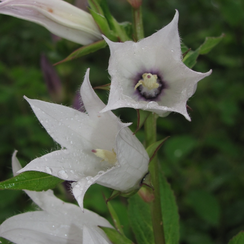 Image of Campanula latifolia specimen.