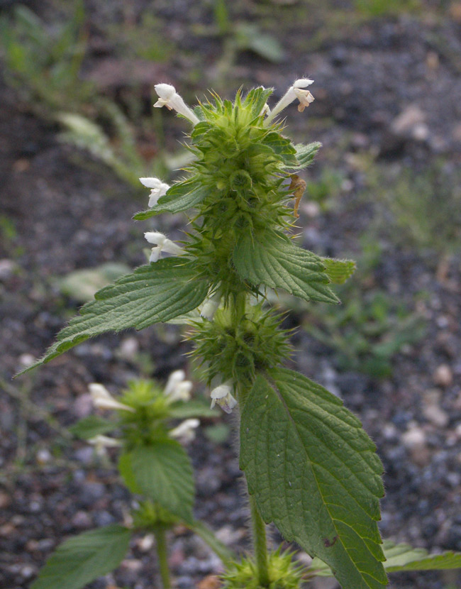 Image of Galeopsis bifida specimen.