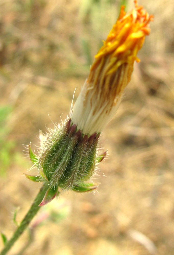 Image of Crepis rhoeadifolia specimen.