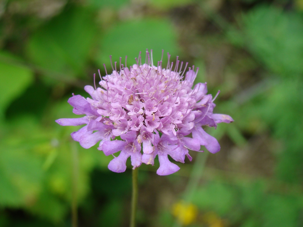 Image of genus Scabiosa specimen.