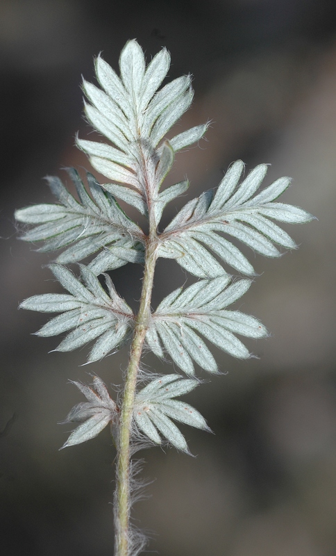 Image of Potentilla sericea specimen.