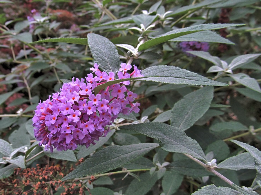 Image of Buddleja davidii specimen.