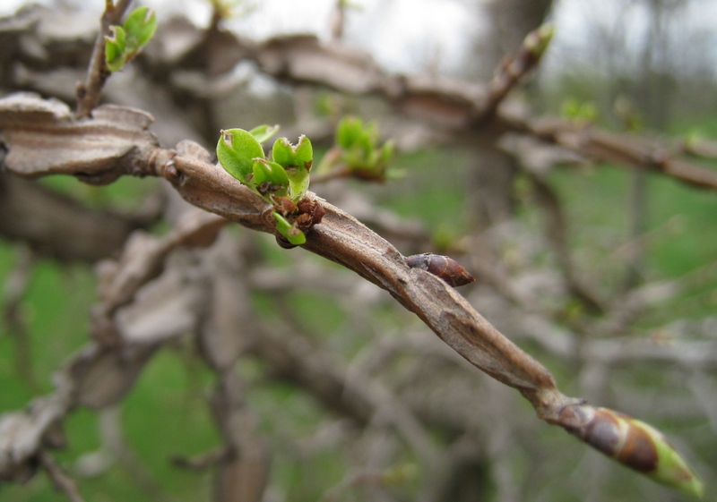 Изображение особи Ulmus japonica.