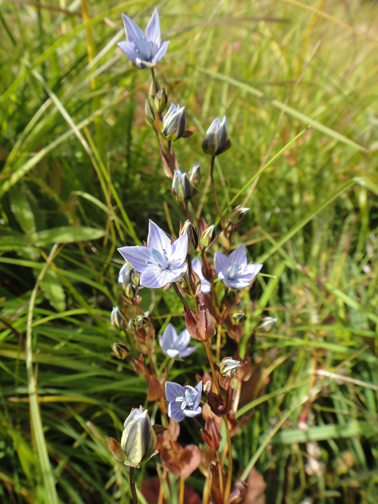 Image of Lomatogonium carinthiacum specimen.