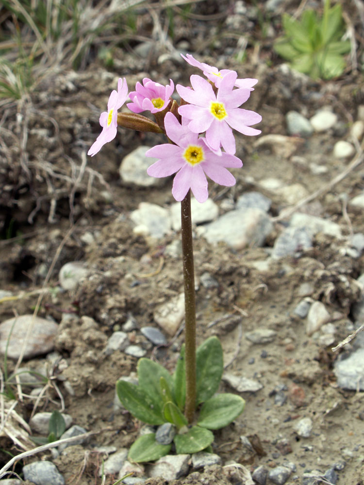 Image of Primula pamirica specimen.