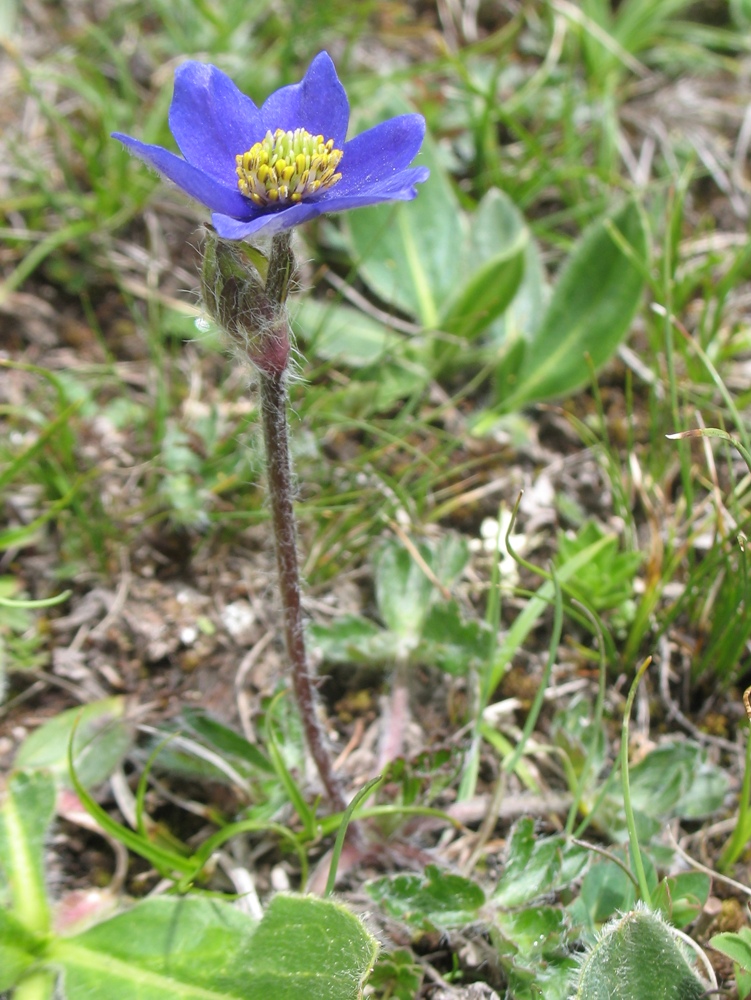 Image of Anemonastrum demissum specimen.