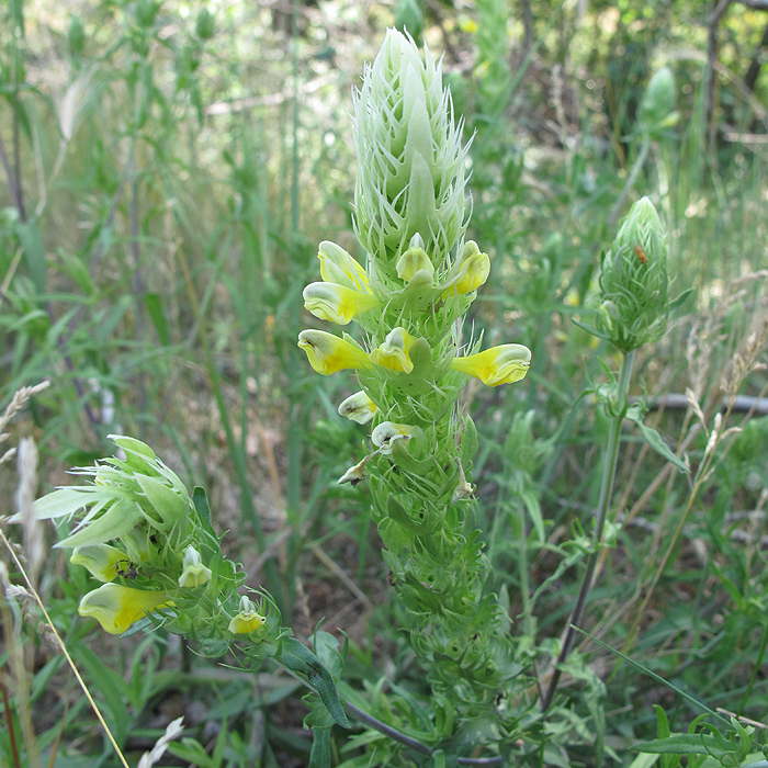 Image of Melampyrum argyrocomum specimen.