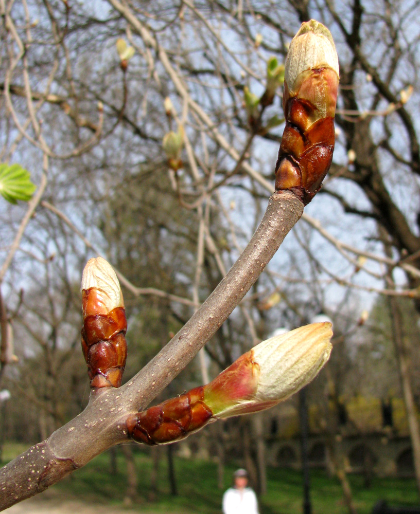 Image of Aesculus hippocastanum specimen.