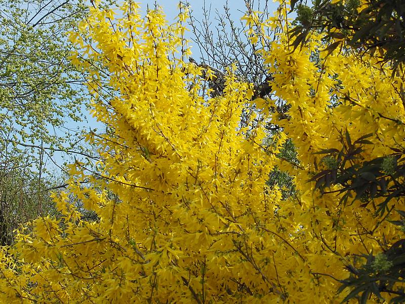 Image of Forsythia &times; intermedia specimen.